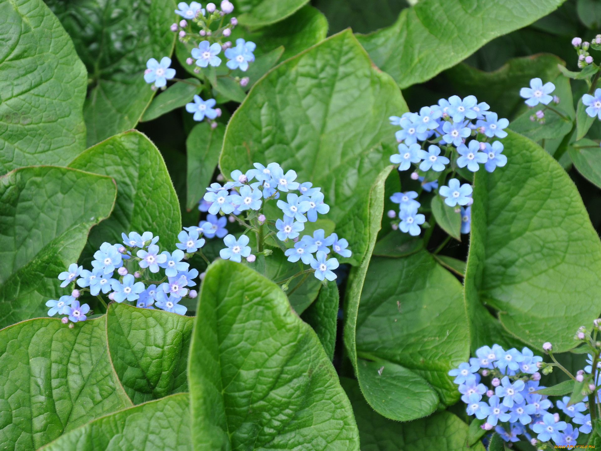 Бруннера Сибирская Brunnera sibirica